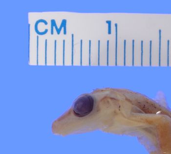 Media type: image; Herpetology A-12889